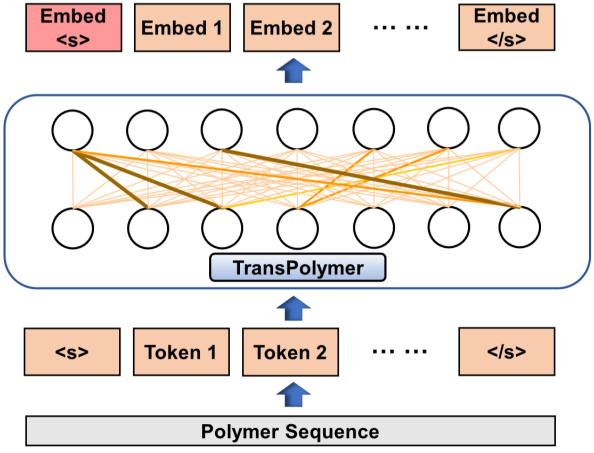 TransPolymer: a Transformer-based language model for polymer property  predictions